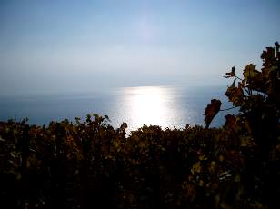 Vigne du Lavaux en novembre avec vue sur le lac Lman