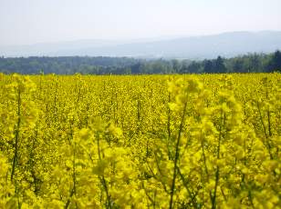 Colza en fleurs