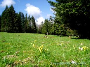 Les Sapins du Jura