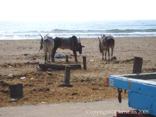 Bord de mer à Madras