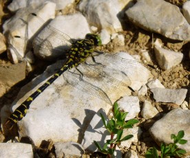 Libellule du Jura !