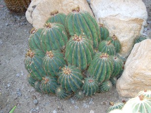 Jardin botanique au mois d'aot  Genve