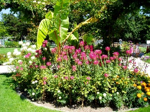 Jardin botanique au mois d'août à Genève