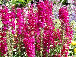 Jardin botanique au mois d'août à Genève