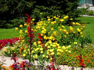 Jardin botanique au mois d'août à Genève