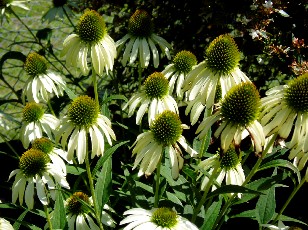 Jardin botanique au mois d'août à Genève