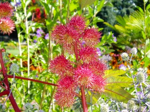 Jardin botanique au mois d'août à Genève
