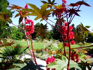 Jardin botanique au mois d'août à Genève